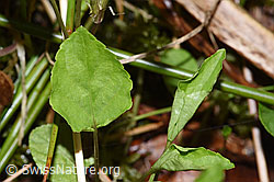 Foto: Hain-Veilchen (Viola riviniana)