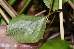 Foto: Hain-Veilchen (Viola riviniana)