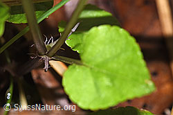 Foto: Hain-Veilchen (Viola riviniana)