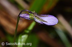 Viola riviniana (F292086)