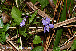 Hain-Veilchen (Viola riviniana) (21.04.2025, F292087)
