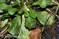 Gänseblümchen (Bellis perennis) (F292094) Gänseblümchen (Bellis perennis) (F292094)
