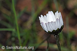 Gänseblümchen (Bellis perennis) (F292098) Gänseblümchen (Bellis perennis) (F292098)