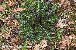 Sumpf-Kratzdistel (Cirsium palustre) (21.04.2025, F292100)