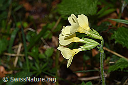 Wald-Schlüsselblume (Primula elatior) (F292104)
