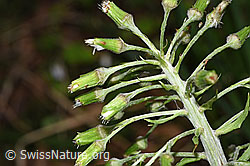 Weisse Pestwurz (Petasites albus) (F292114)