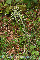 Weisse Pestwurz (Petasites albus) (21.04.2025, F292119)