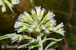 Weisse Pestwurz (Petasites albus) (21.04.2025, F292120)
