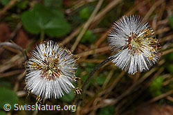 Huflattich (Tussilago farfara) (21.04.2025, F292121)