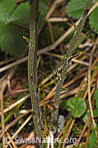 Huflattich (Tussilago farfara) (F292122)