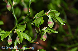 Heidelbeere (Vaccinium myrtillus) (21.04.2025, F292152)