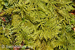 Neu in SwissNature.org: Gewöhnliches Thujamoos (Thuidium tamariscinum)