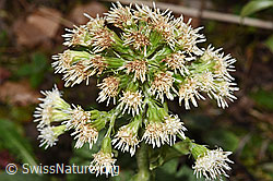 Weisse Pestwurz (Petasites albus) (F292204)
