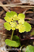 Chrysosplenium alternifolium (F292219) Chrysosplenium alternifolium (F292219)