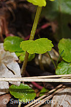 Chrysosplenium alternifolium (F292221) Chrysosplenium alternifolium (F292221)
