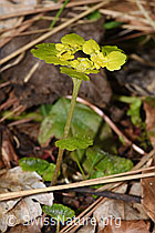 Chrysosplenium alternifolium (F292222) Chrysosplenium alternifolium (F292222)
