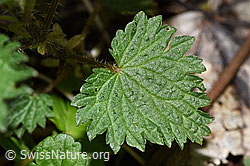 Foto: Grosse Brennnessel (Urtica diocia)