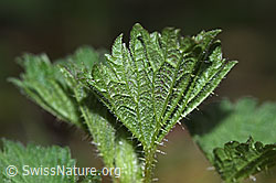 Foto: Grosse Brennnessel (Urtica diocia)