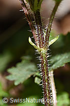 Foto: Grosse Brennnessel (Urtica diocia)