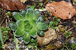 Safrangelber Steinbrech (Saxifraga mutata) (F292279)