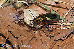Foto: Goldglänzender Laufkäfer (Carabus auronitens)