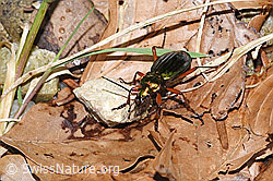 Foto: Goldglänzender Laufkäfer (Carabus auronitens)