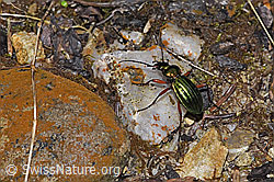 Foto: Goldglänzender Laufkäfer (Carabus auronitens)