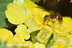 Waldknotenameise (Myrmica ruginodis) auf Wechselblättriges Milzkraut (Chrysosplenium alternifolium) (21.04.2025, F292339)