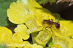 Waldknotenameise (Myrmica ruginodis) auf Wechselblättriges Milzkraut (Chrysosplenium alternifolium) (F292340)