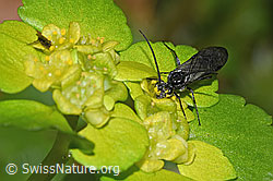 F292406: Schwarze Getreideblattwespe (Dolerus nitens) auf Wechselblättrigem Milzkraut (Chrysosplenium alternifolium)