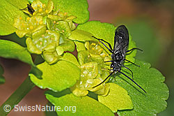 F292407: Schwarze Getreideblattwespe (Dolerus nitens) auf Wechselblättrigem Milzkraut (Chrysosplenium alternifolium)