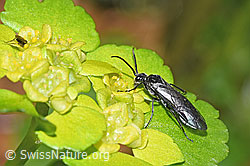 F292408: Schwarze Getreideblattwespe (Dolerus nitens) auf Wechselblättrigem Milzkraut (Chrysosplenium alternifolium)