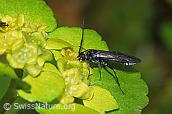 Schwarze Getreideblattwespe (Dolerus nitens) auf Wechselblättrigem Milzkraut (Chrysosplenium alternifolium) (21.04.2025, F292409)