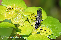 F292411: Schwarze Getreideblattwespe (Dolerus nitens) auf Wechselblättrigem Milzkraut (Chrysosplenium alternifolium)