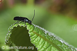 F292420: Blauer Wollhaarkäfer (Dasytes caeruleus)