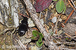 Braunfüssiger Striemenkäfer (Molops piceus) (F292796) Braunfüssiger Striemenkäfer (Molops piceus) (F292796)