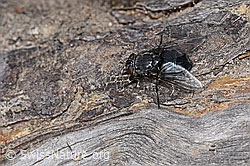 Foto: Calliphora vicina (Schmeissfliege)