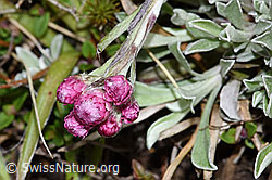 Gemeines Katzenpfötchen (Antennaria dioica) (F292807) Gemeines Katzenpfötchen (Antennaria dioica) (F292807)