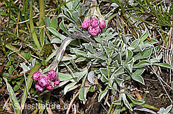 Gemeines Katzenpfötchen (Antennaria dioica) (F292808) Gemeines Katzenpfötchen (Antennaria dioica) (F292808)