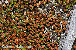 F292811: Glashaar-Widertonmoos (Polytrichum piliferum)