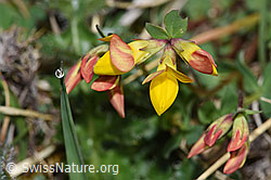 Gewöhnlicher Hornklee (Lotus corniculatus) (F292820) Gewöhnlicher Hornklee (Lotus corniculatus) (F292820)