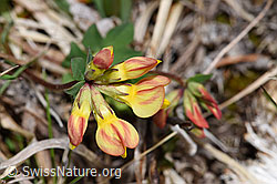 Gewöhnlicher Hornklee (Lotus corniculatus) (F292821) Gewöhnlicher Hornklee (Lotus corniculatus) (F292821)