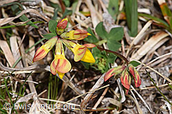 Gewöhnlicher Hornklee (Lotus corniculatus) (F292823) Gewöhnlicher Hornklee (Lotus corniculatus) (F292823)