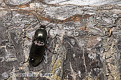 Glanzschnellkäfer (Selatosomus aeneus) (F292839) Glanzschnellkäfer (Selatosomus aeneus) (F292839)