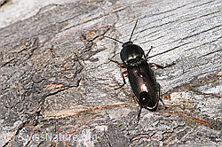 Glanzschnellkäfer (Selatosomus aeneus) (F292840) Glanzschnellkäfer (Selatosomus aeneus) (F292840)