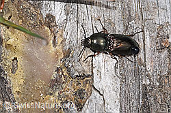Glanzschnellkäfer (Selatosomus aeneus) (F292842) Glanzschnellkäfer (Selatosomus aeneus) (F292842)