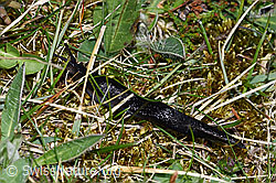 Schwarzer Schnegel (Limax cinereoniger) (F292849)