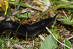 Schwarzer Schnegel (Limax cinereoniger) (F292854)