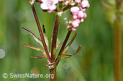 Sumpf-Baldrian (Valeriana dioica) (F292865) Sumpf-Baldrian (Valeriana dioica) (F292865)