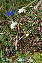 Alpen-Fettblatt (Pinguicula alpina) (F292874)